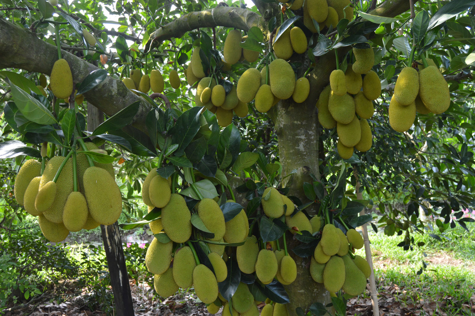 Mở cửa thị trường cho trái cây Việt Nam