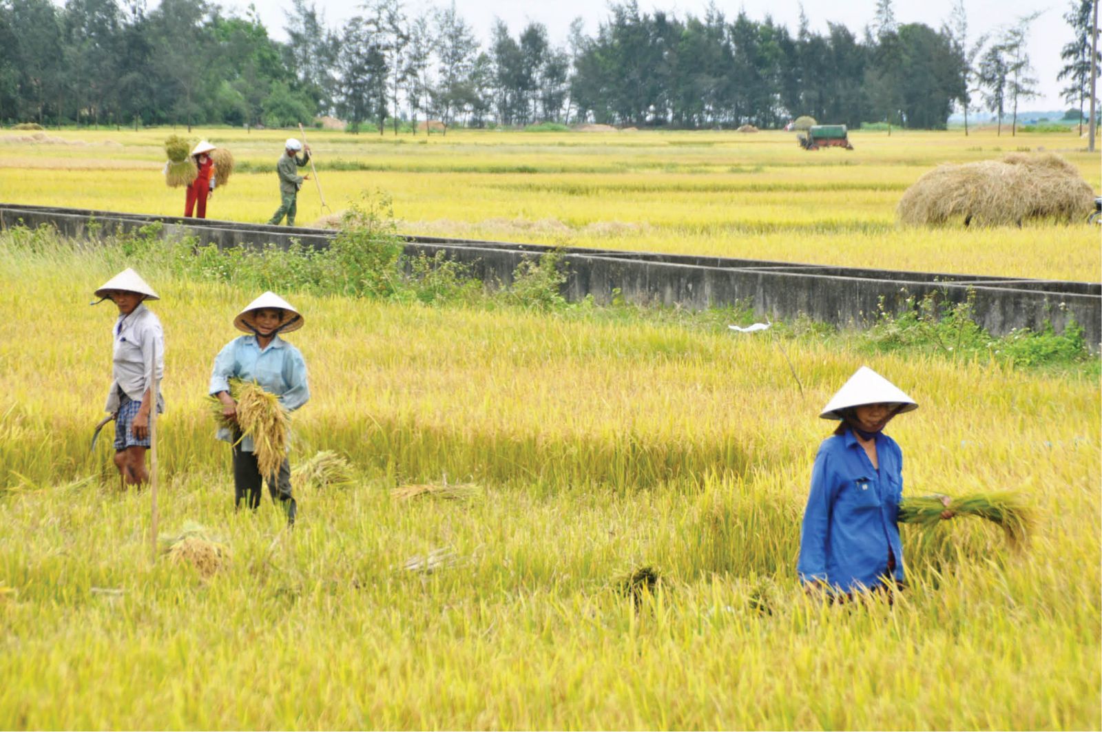Tập trung chỉ đạo thu hoạch lúa vụ đông xuân, triển khai sản xuất vụ hè thu 2022